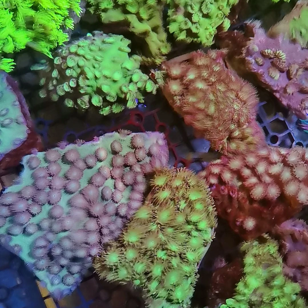 草皮珊瑚海角灯琴一个108，两个188