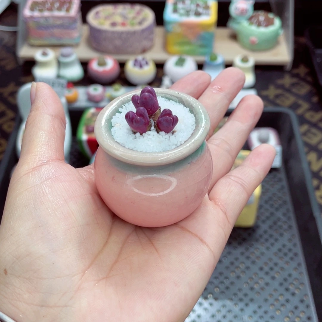 w1887 带盆土发货一物一拍