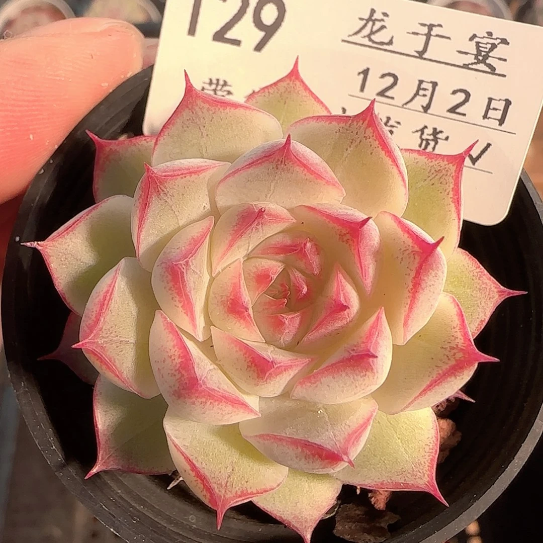 多肉1202-129女王玫瑰