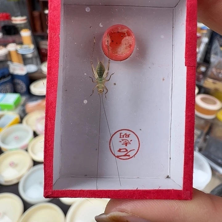 石志明大黄蛉通货………………