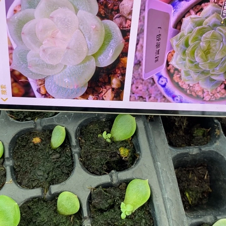 财富J芽苗一个多肉