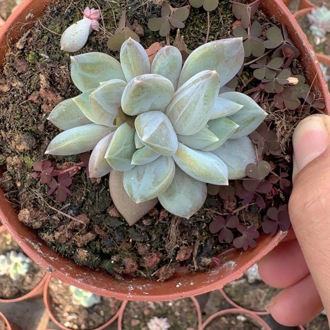 邀月 3头  一物一拍