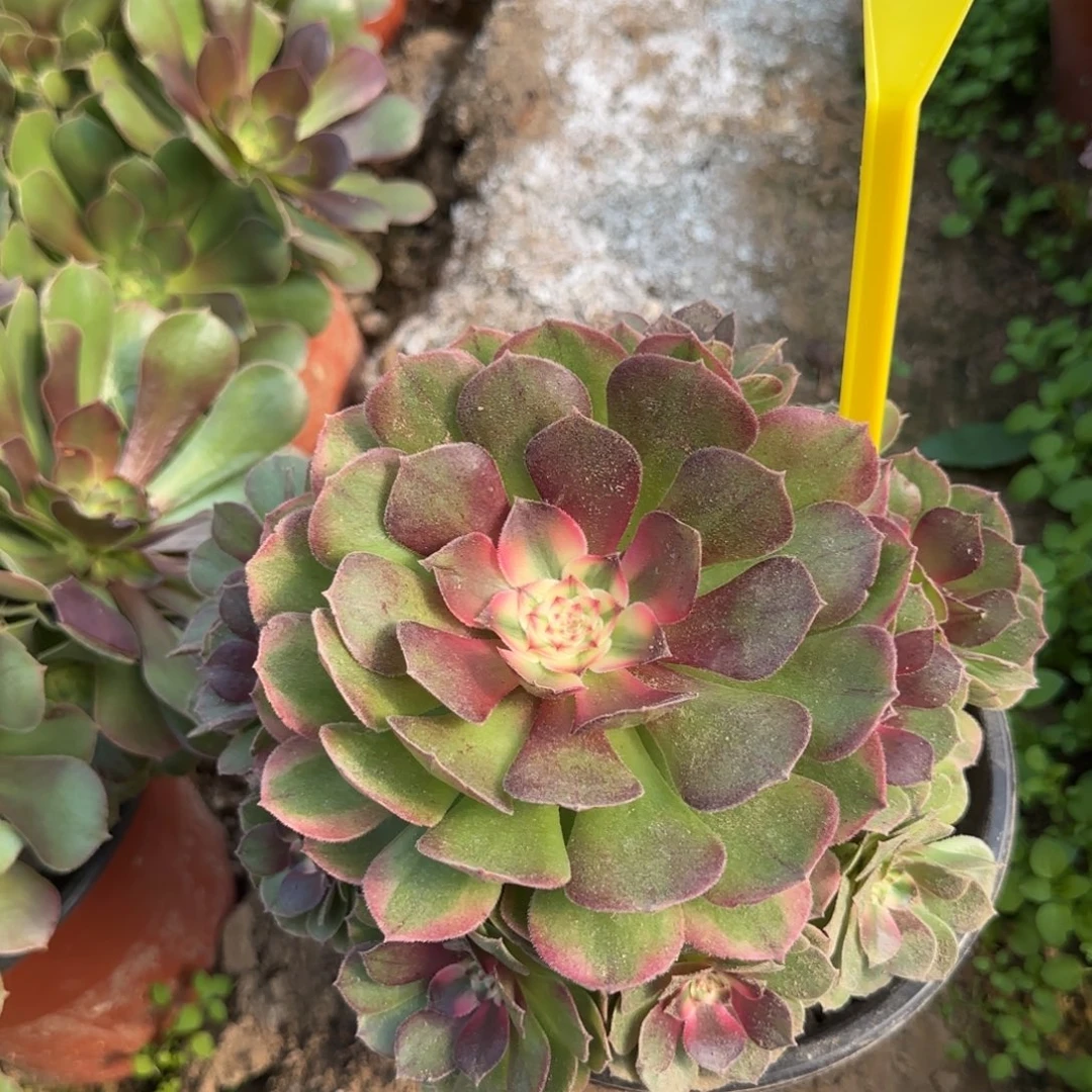 4287---荔枝多肉植物