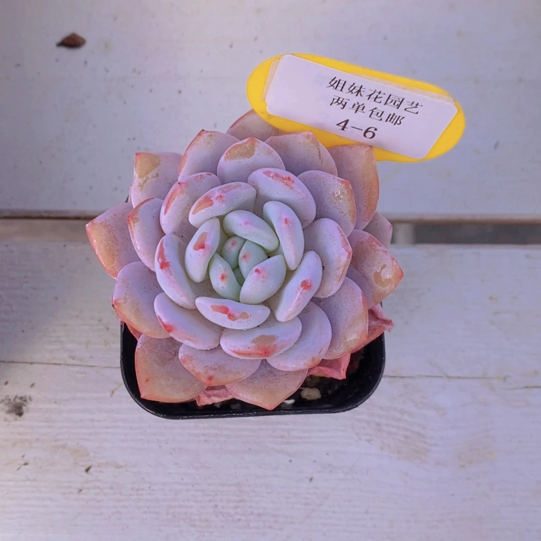 4-6-M雪茶单头一个