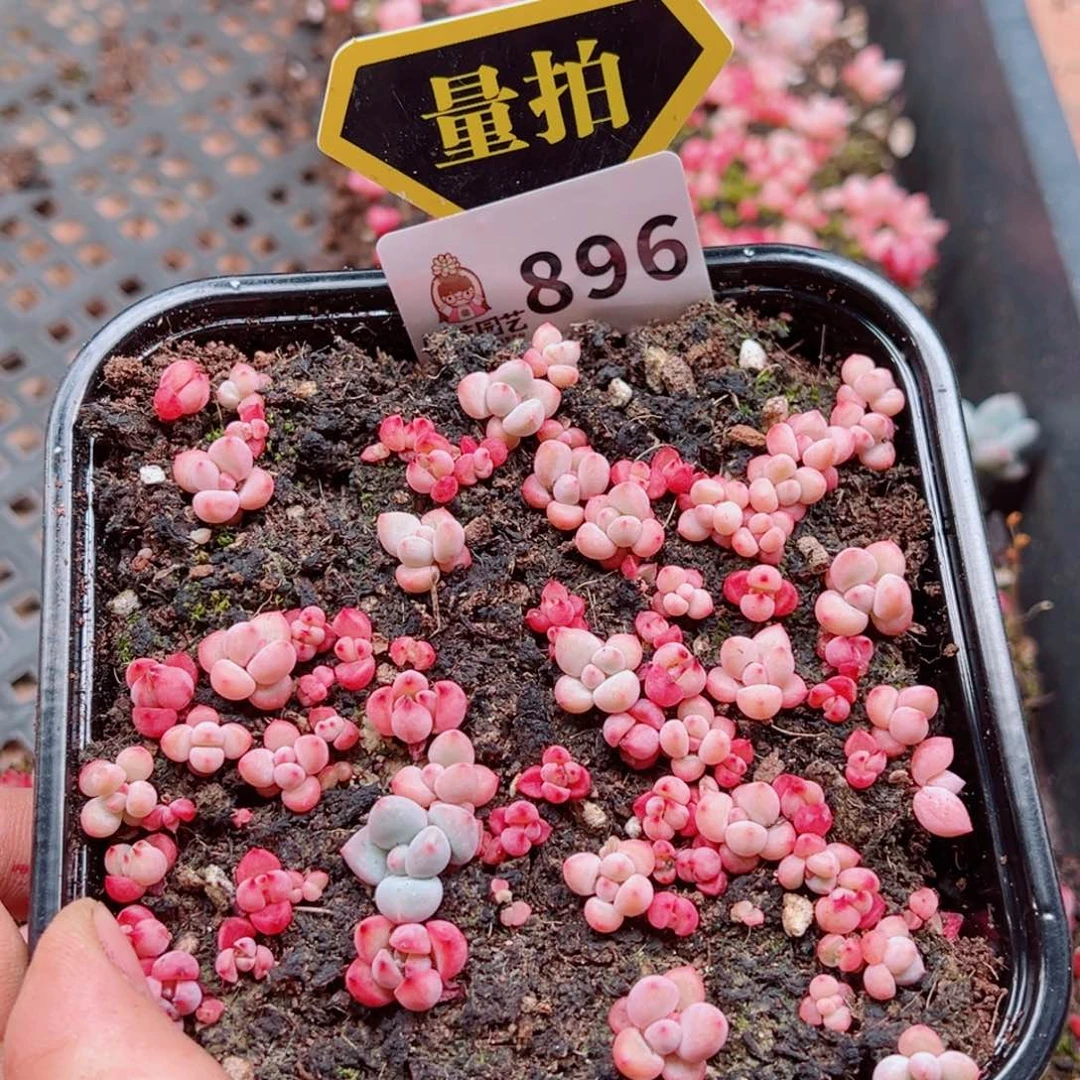 多肉植物多肉植物