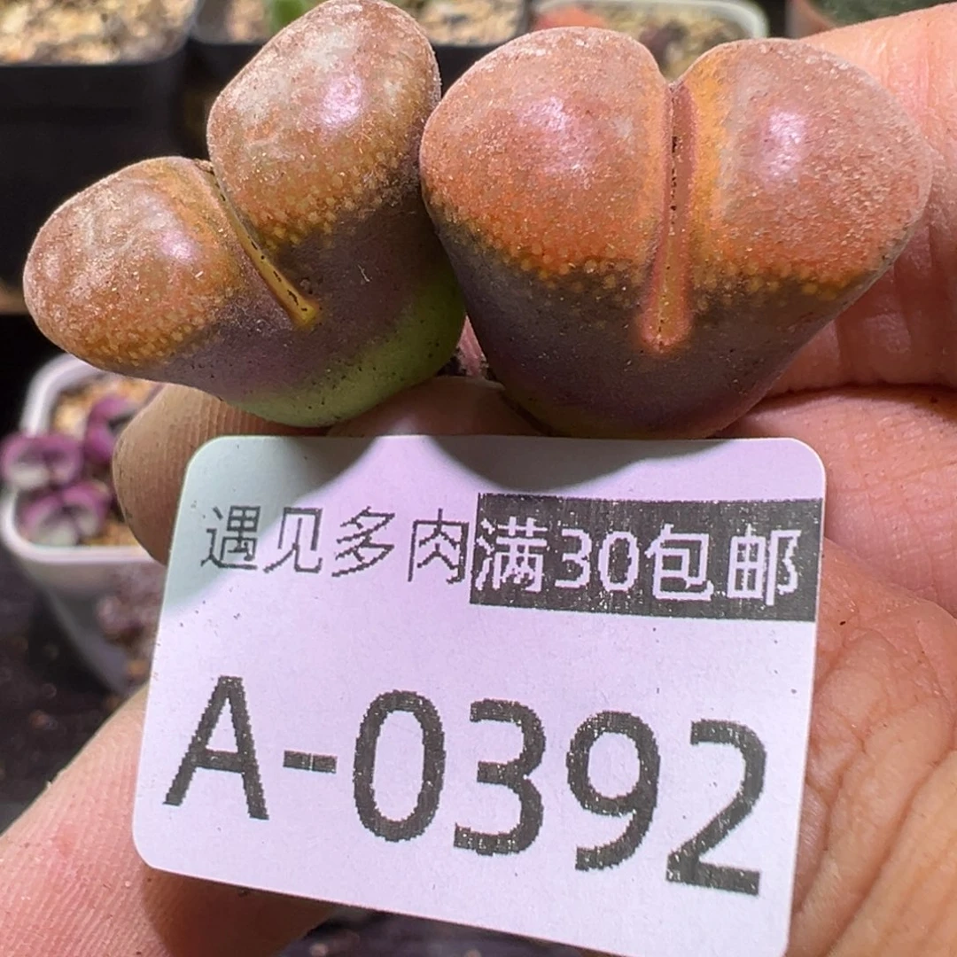 多肉植物11111111111