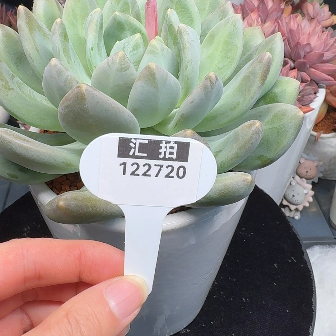 精品多肉植物122720