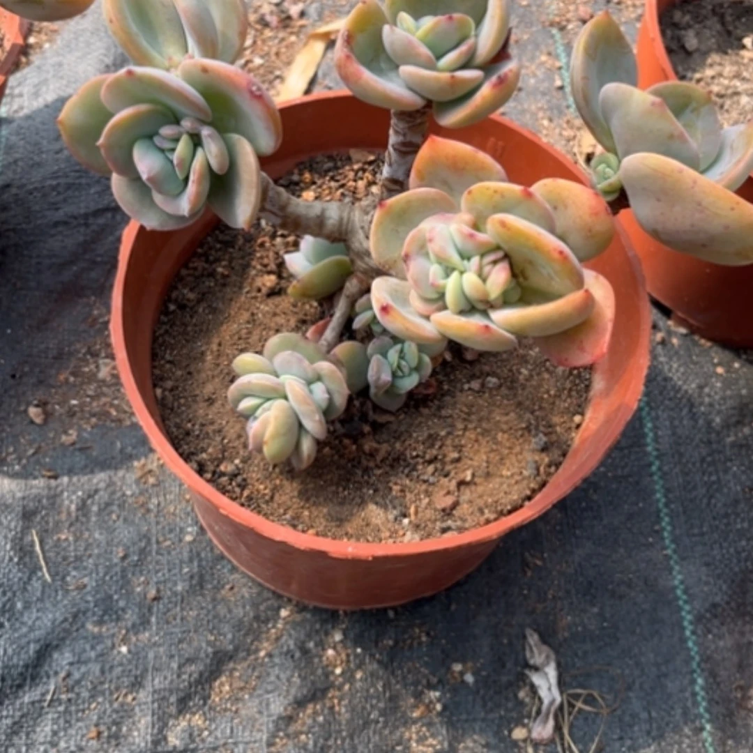 【闪购商品】?***糕白凤