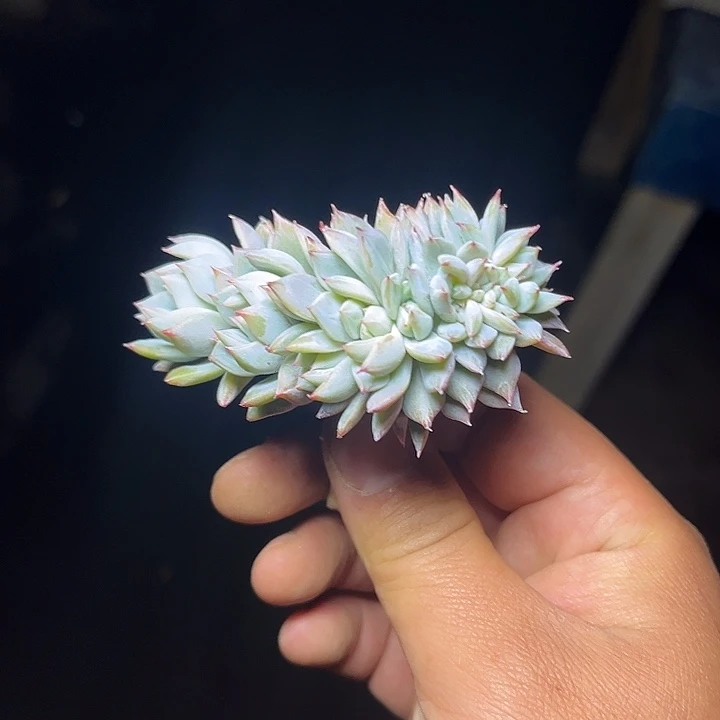 多肉植物小鸟缀化