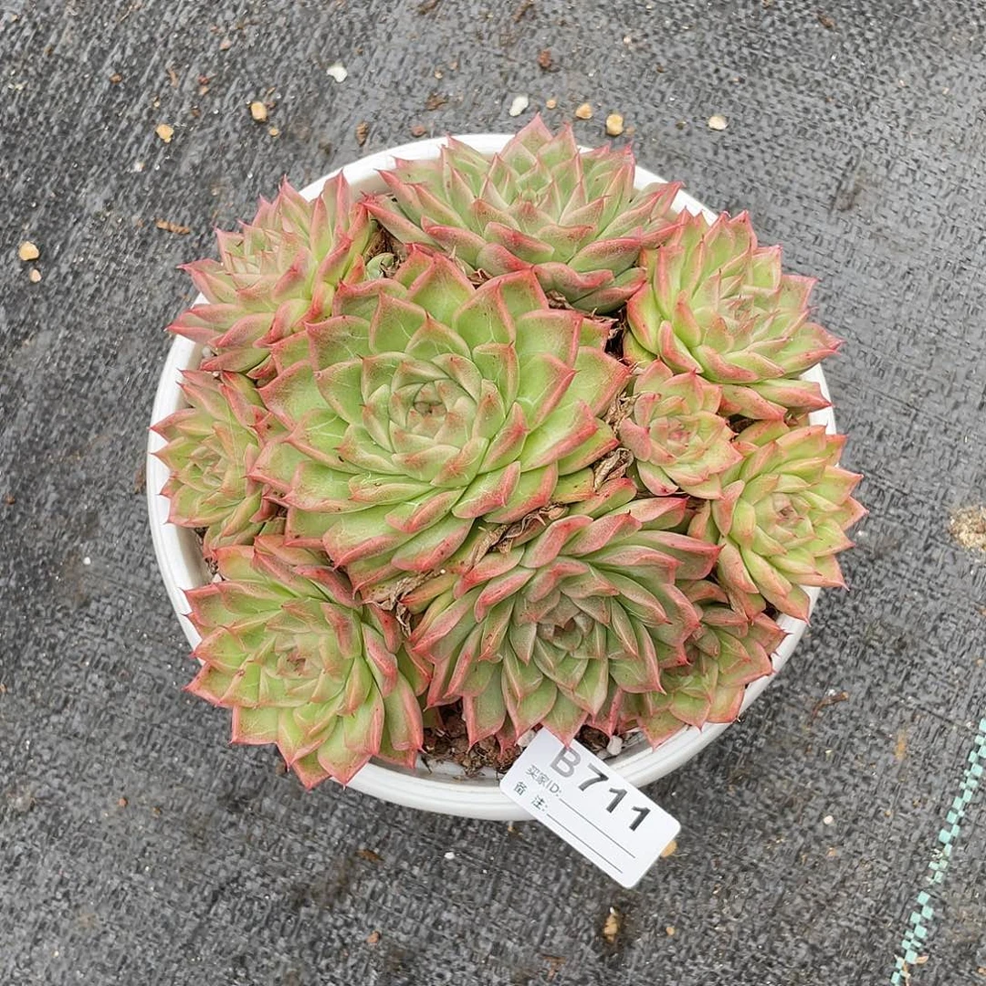 若如东云单拍B711