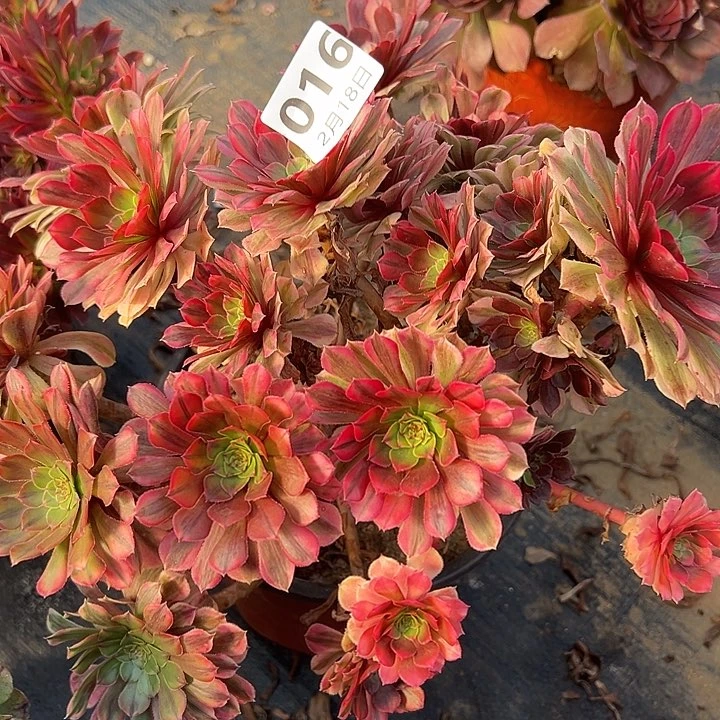 2.18-16多肉植物法师