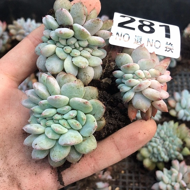 星影石榴籽福利出咯 281