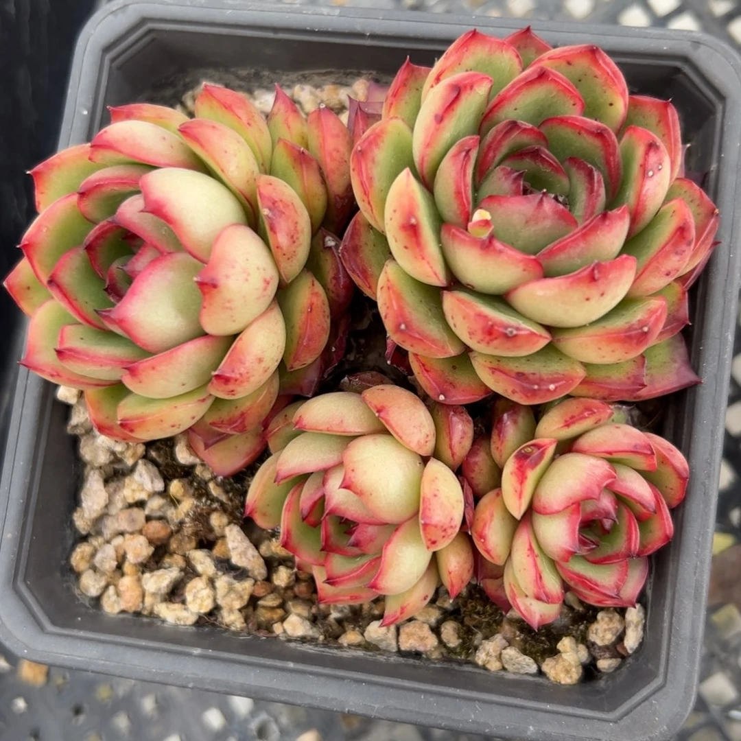 宝丽安娜不包整精控多肉一物一拍