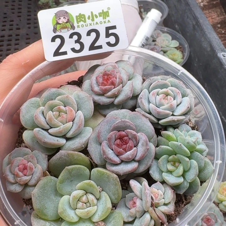 多肉植物多肉植物