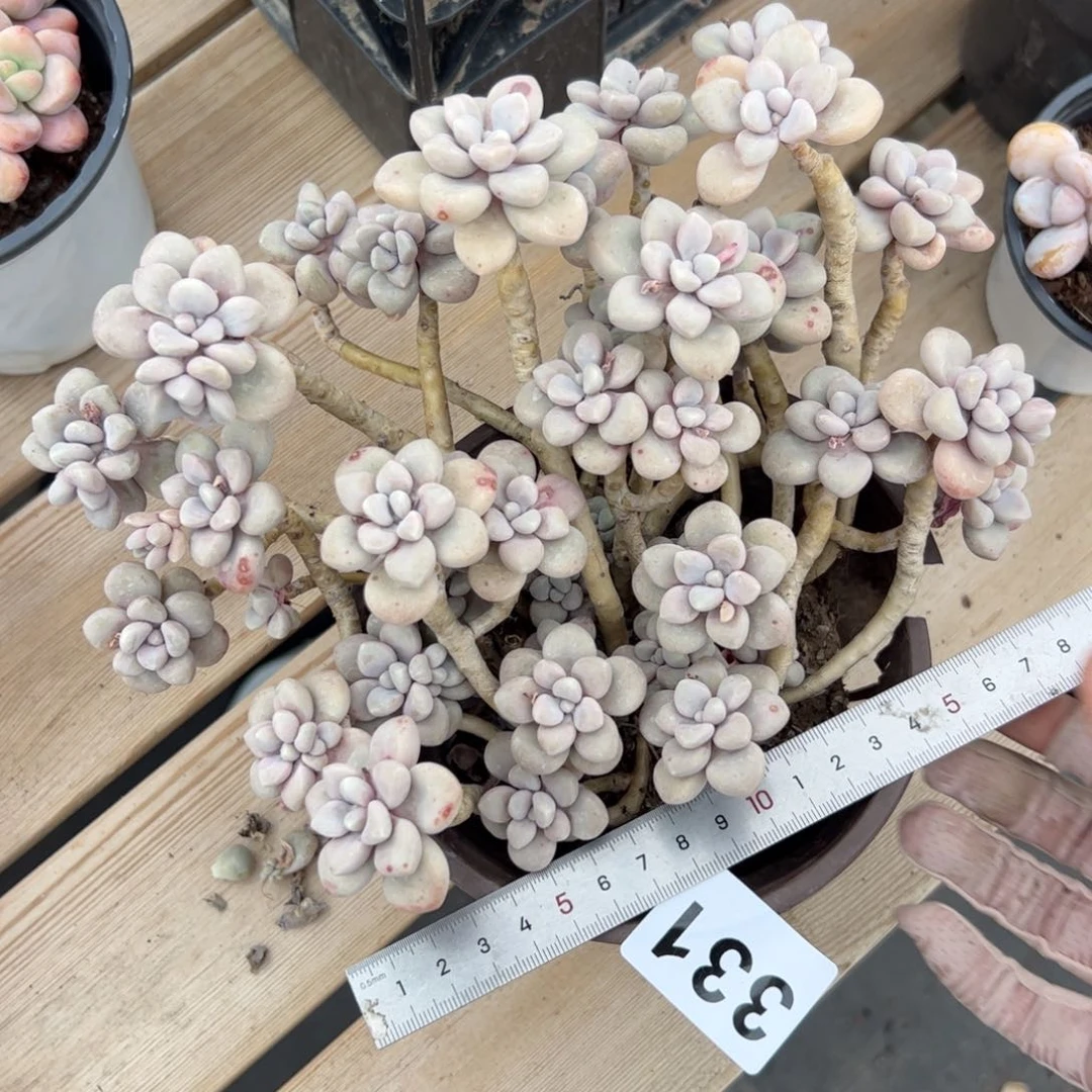 331 多肉植物组合盆栽
