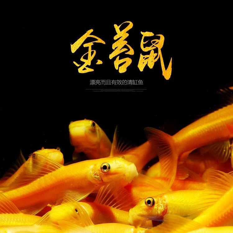 金苔鼠清苔鼠鱼清洁鱼工具鱼观赏鱼垃圾金鱼白云锦鲤除藻观赏鱼