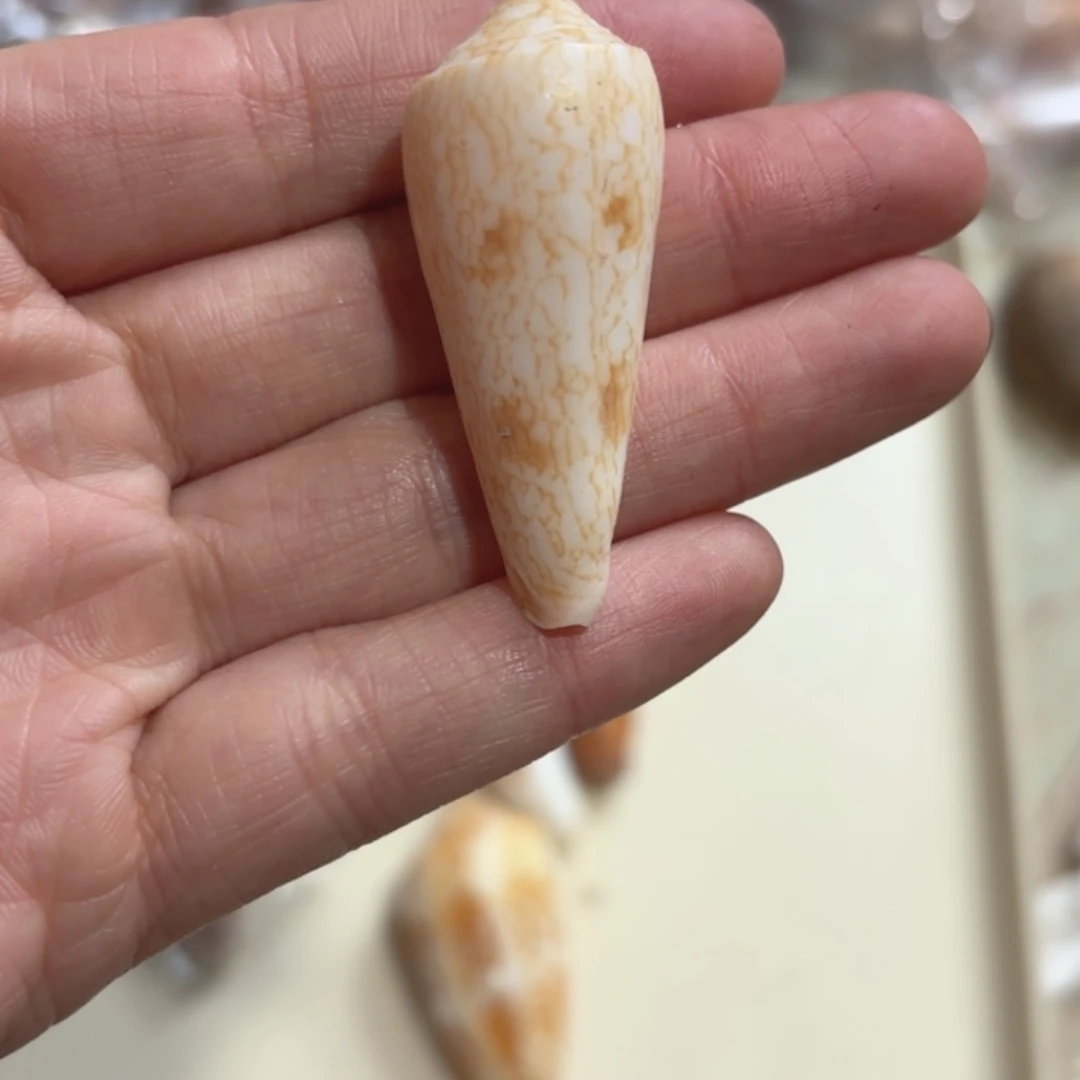 梅***子天然海螺标本福利