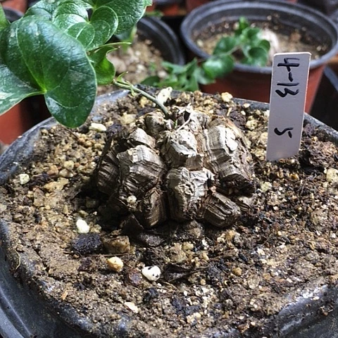 闪4-13南非龟甲龙