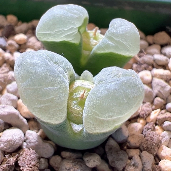 374。 超白绒透窗。  青蛙种源优选五年母本2151