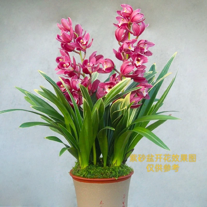 A 大爆盆中国龙宽叶金边蕙兰(原培育盆原土发货)