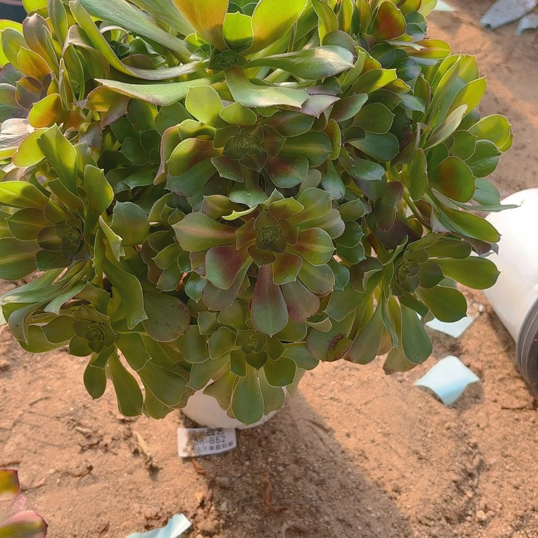 女巫中班多肉植物360