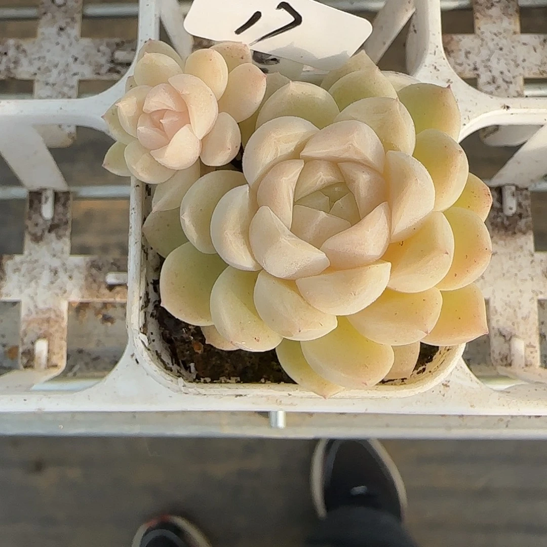 长***坊17福利甜心苍雪双头