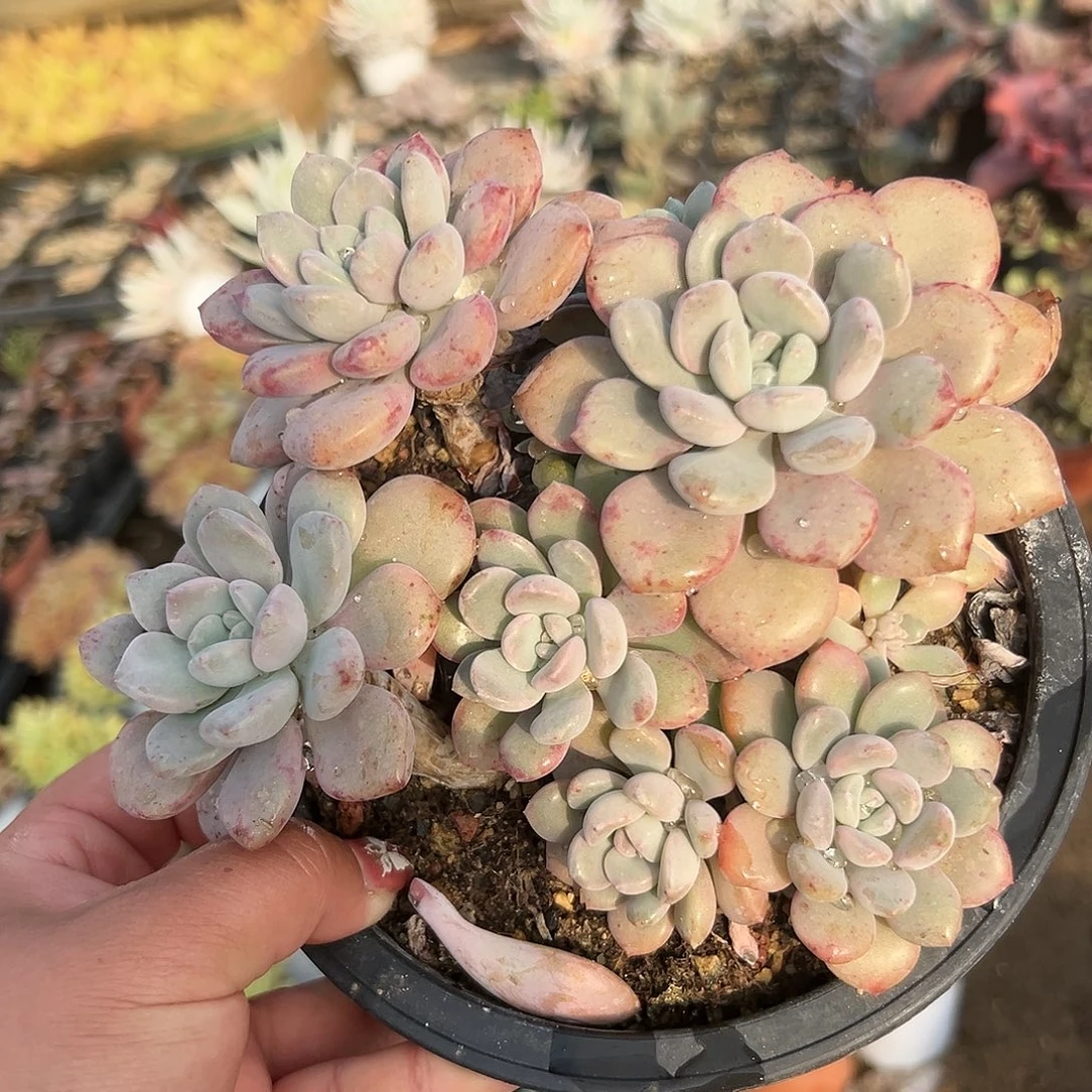 多肉植物花斑鹿群