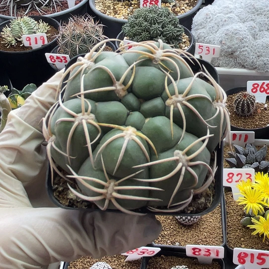 实生龟甲趴刺美花海王仙人球