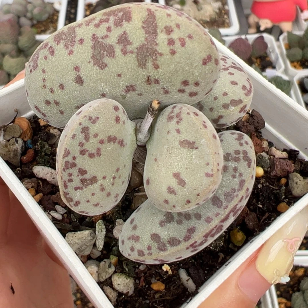 她***肉花蛋多头纯木质桩多肉植物