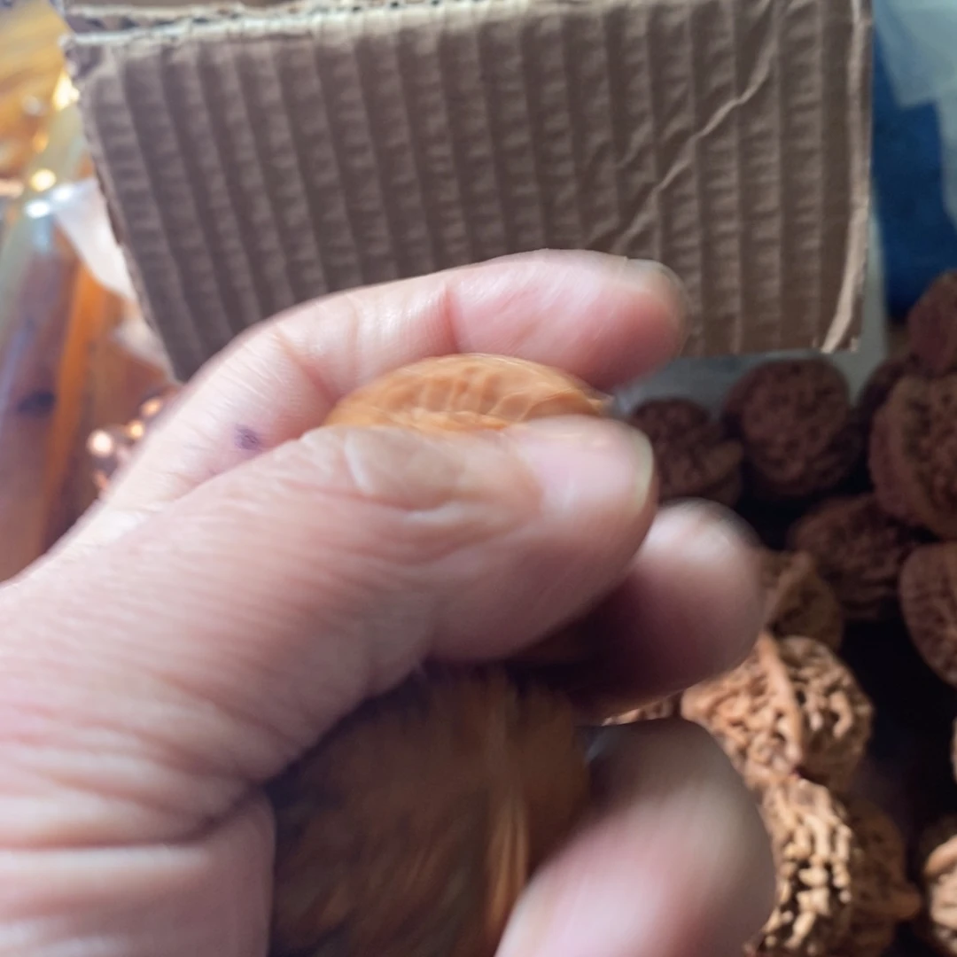 天*秦岭森林中出现许多鸟类及