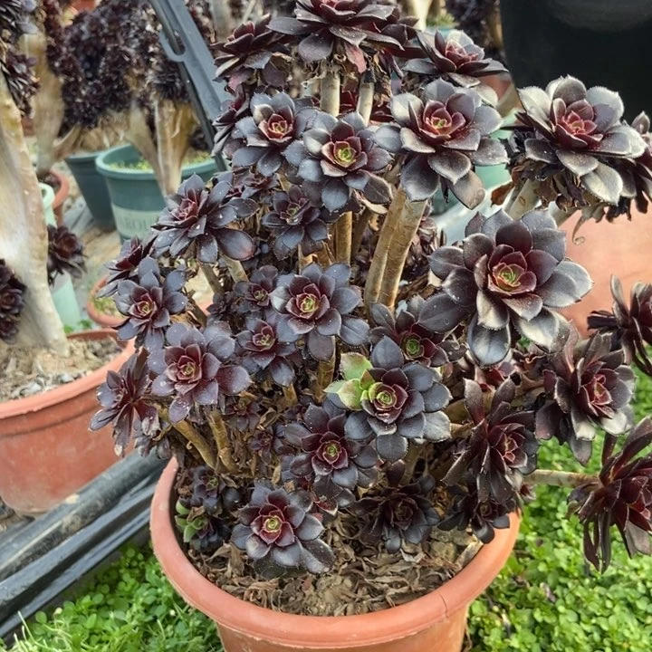 米***?222黑法师缀化丛林