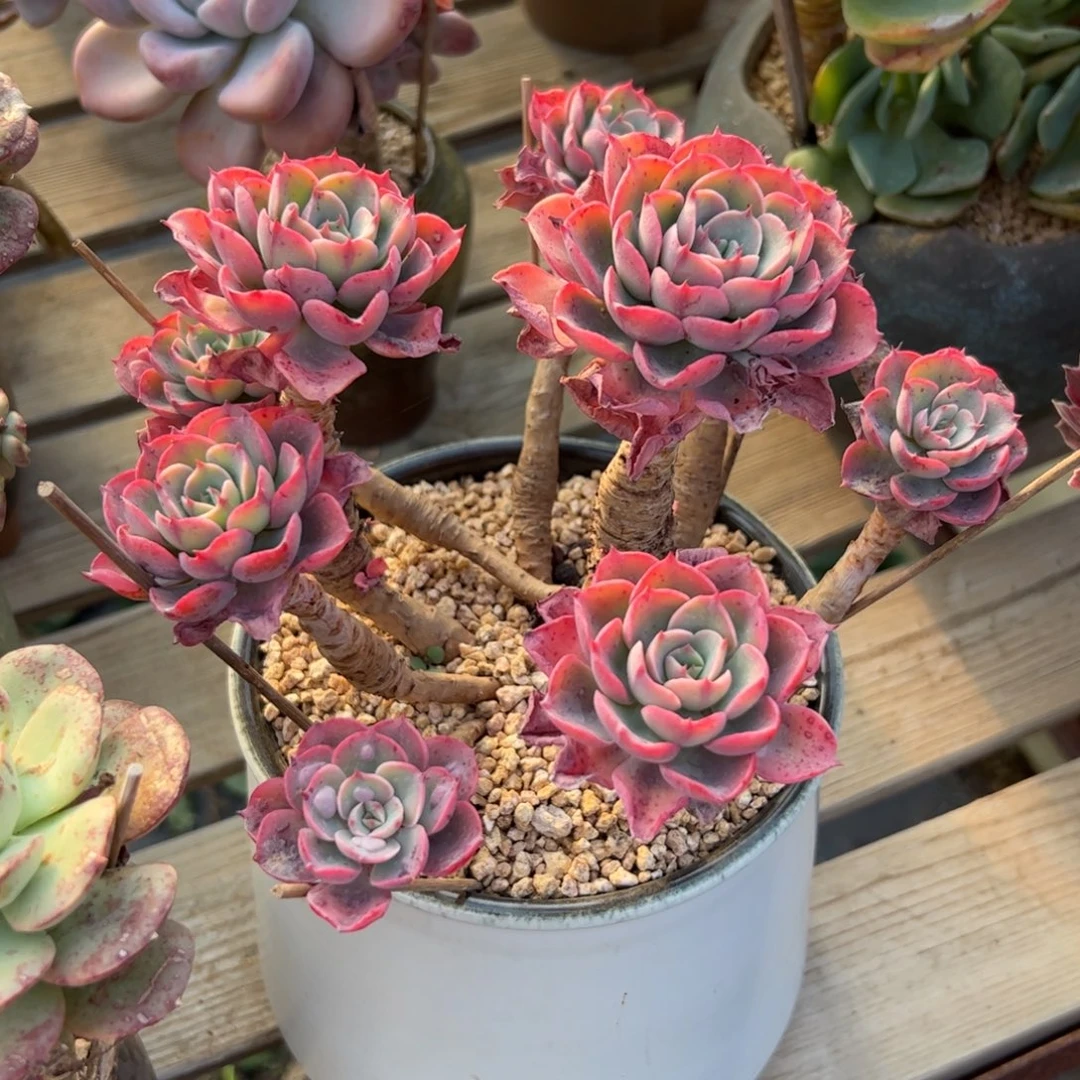 泪无痕38 零零多肉植物