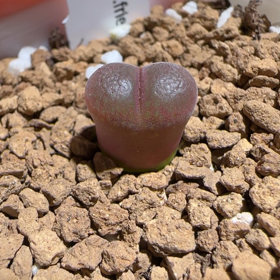 肉锥多肉植物组合-恩东1325
