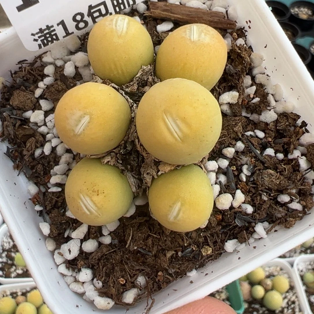 【闪购商品】5***2157……