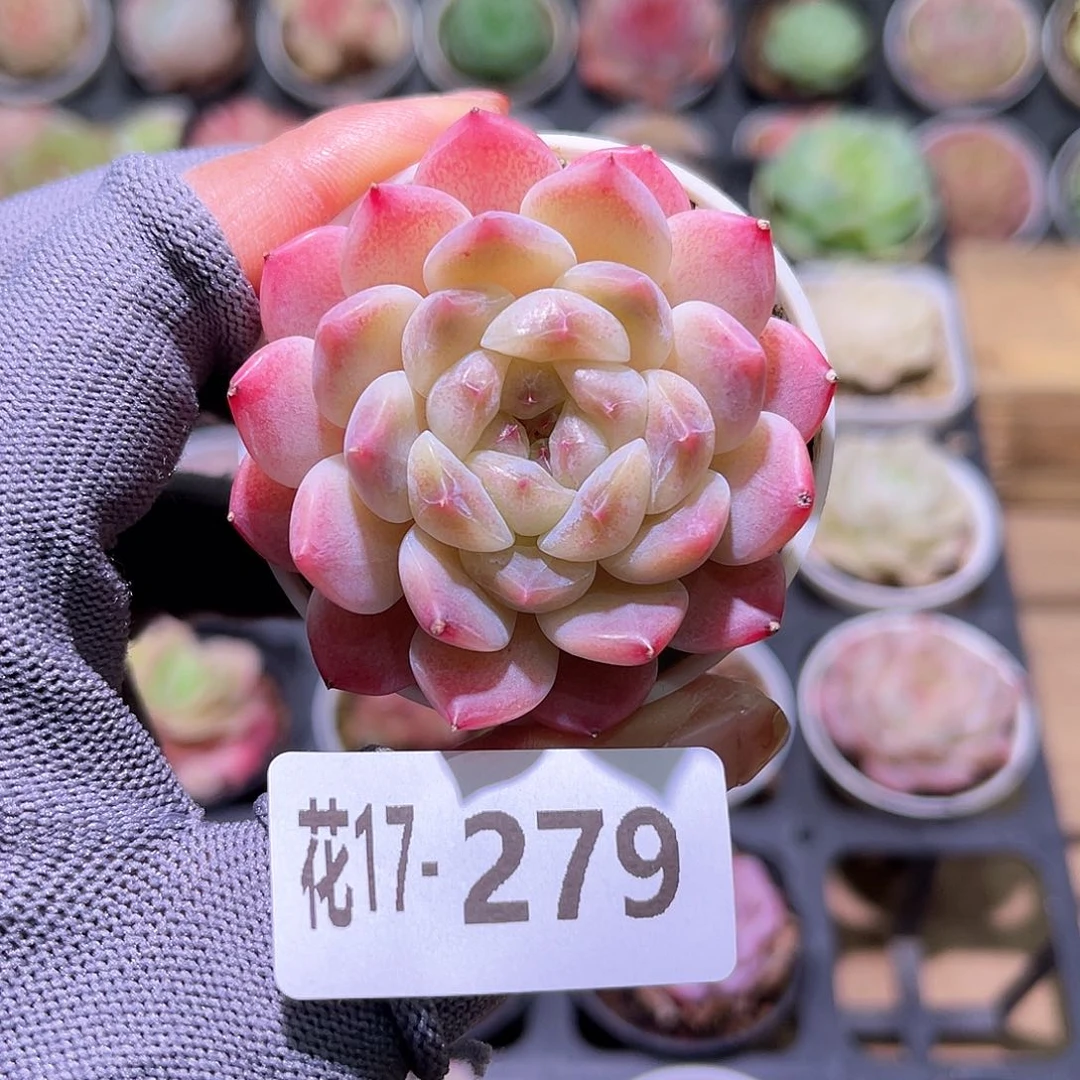 花17-279秘境冰魄