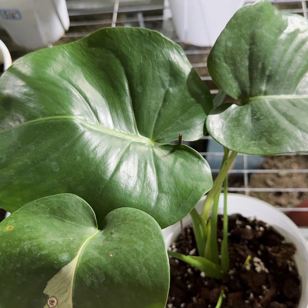*****无花朵龟背竹一物一拍