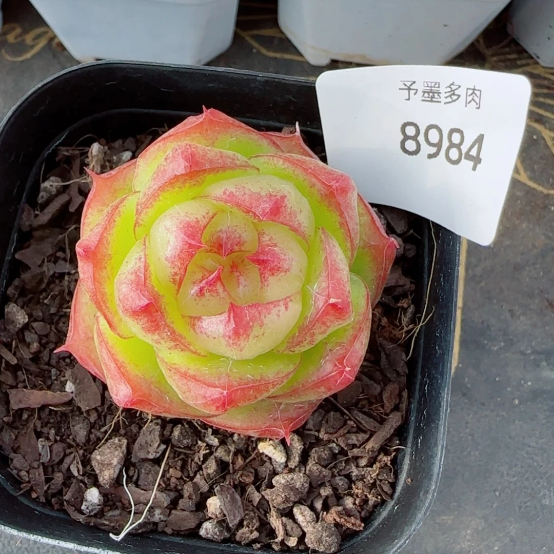灵宝珍妮，8984多肉植物