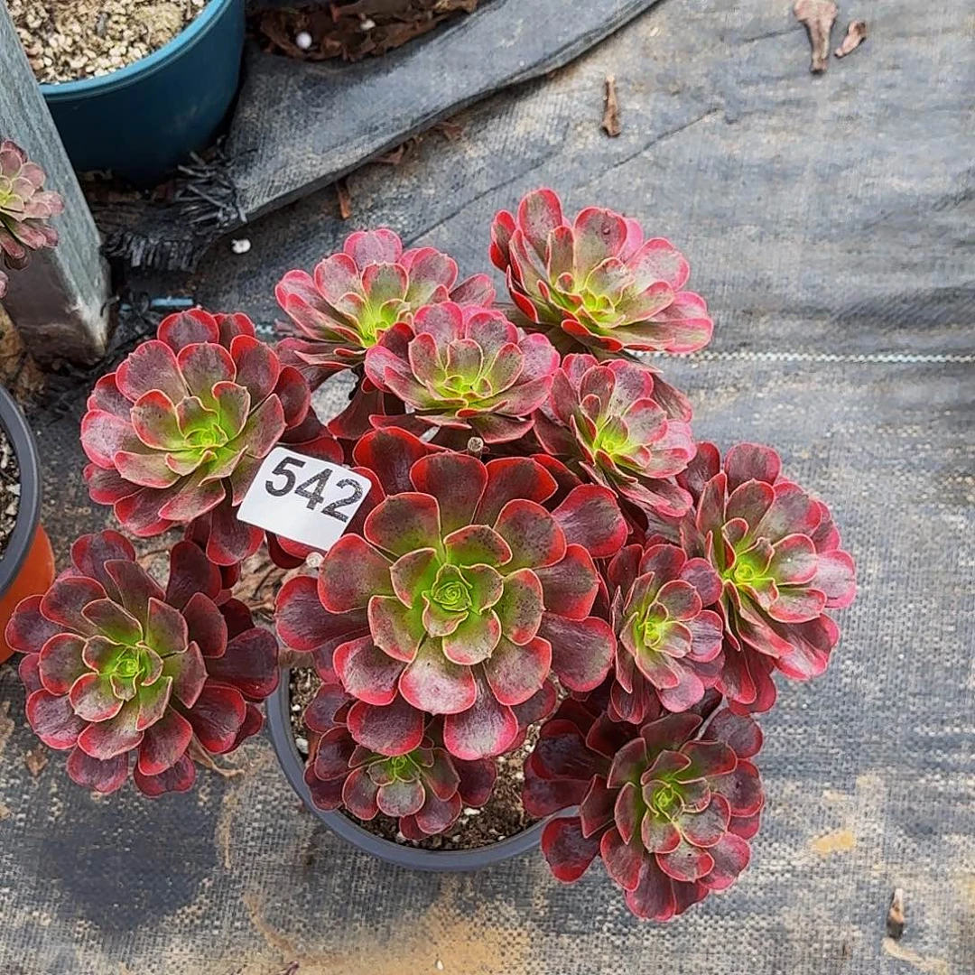 542爱神法师植物多肉