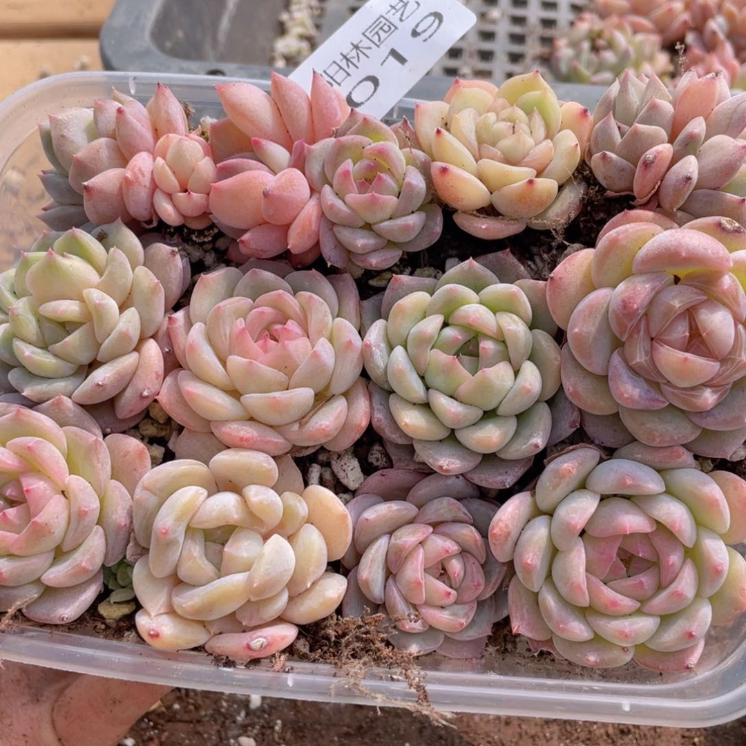 多肉植物多肉植物19
