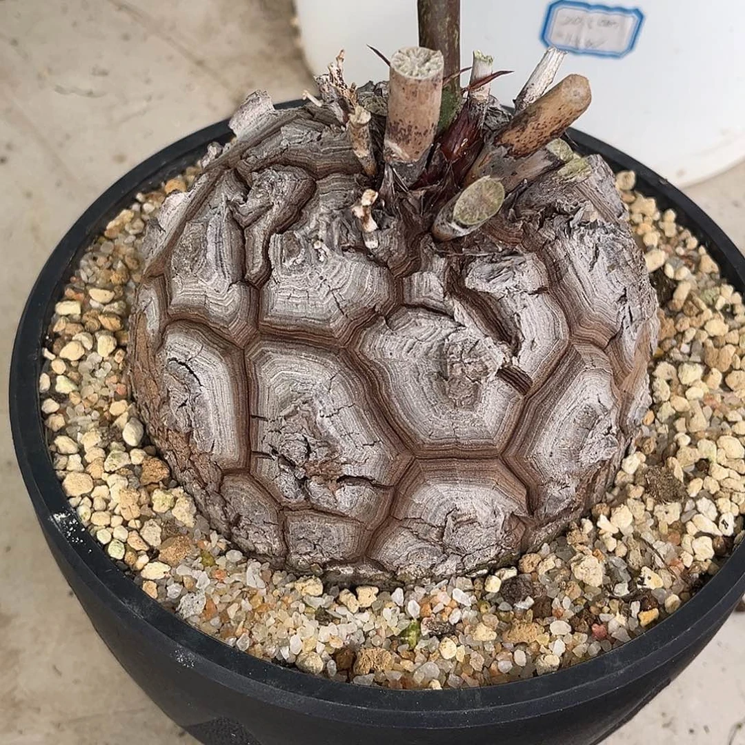 精品白皮足球龟，高球体