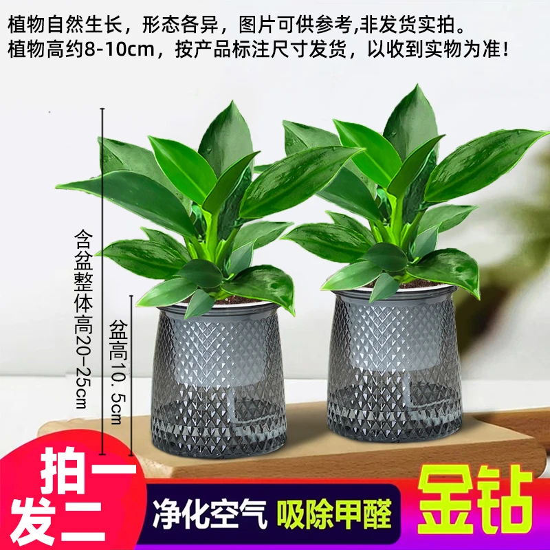 【 买一送一】金钻盆栽室内净化空气美观桌面绿植办公室四季常青