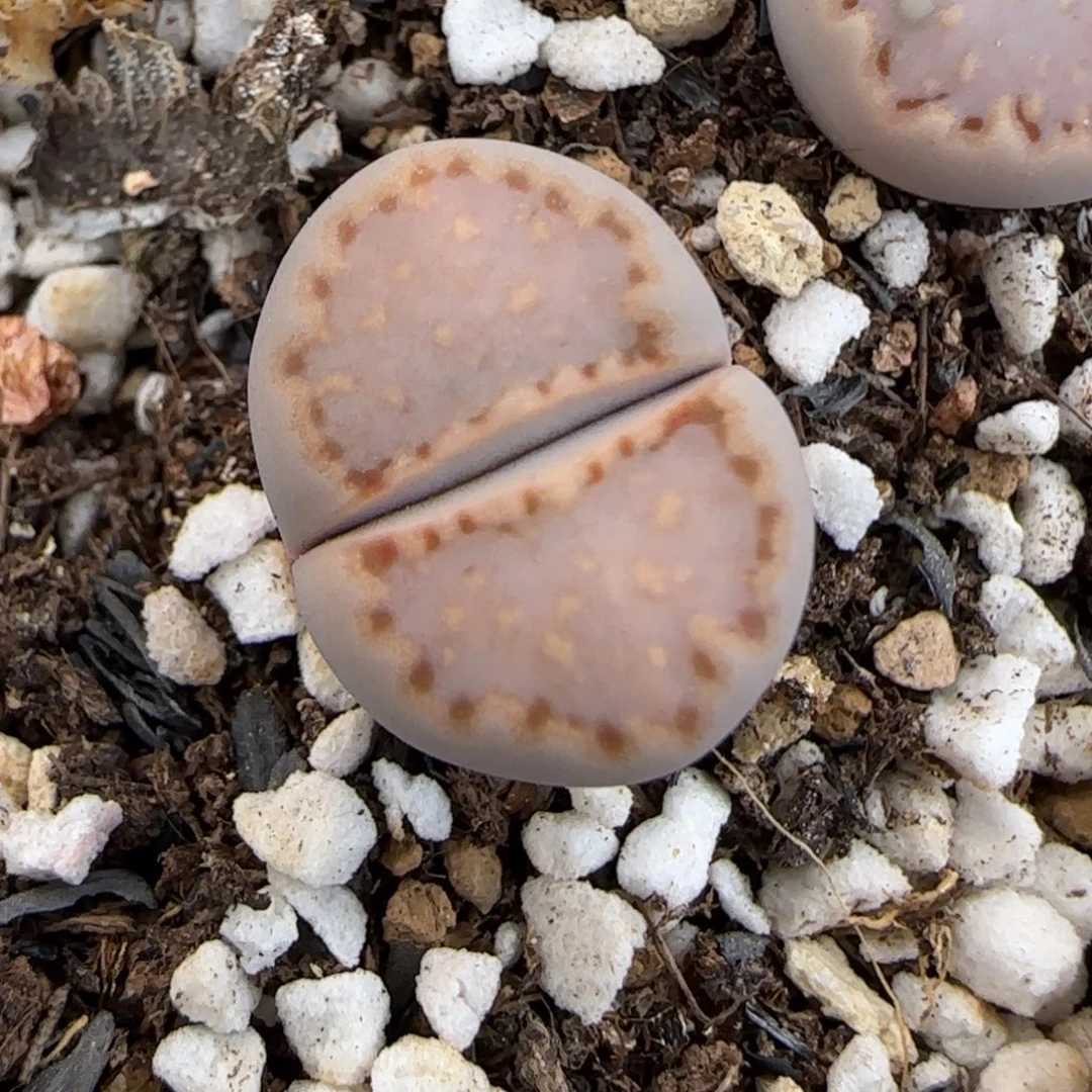 1.3.c171饼干.9029福利