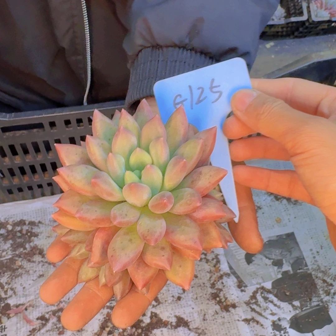 多肉植物的生长发育与