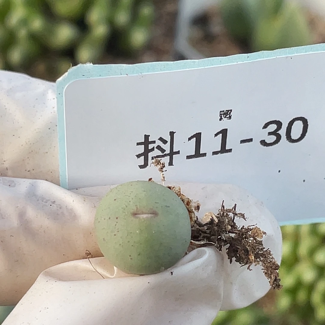 11-30嘴多肉植物肉锥