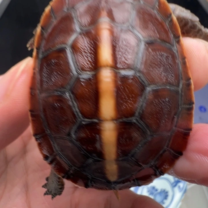 哆***梦我也不知道我为什么会这么喜欢他呢我