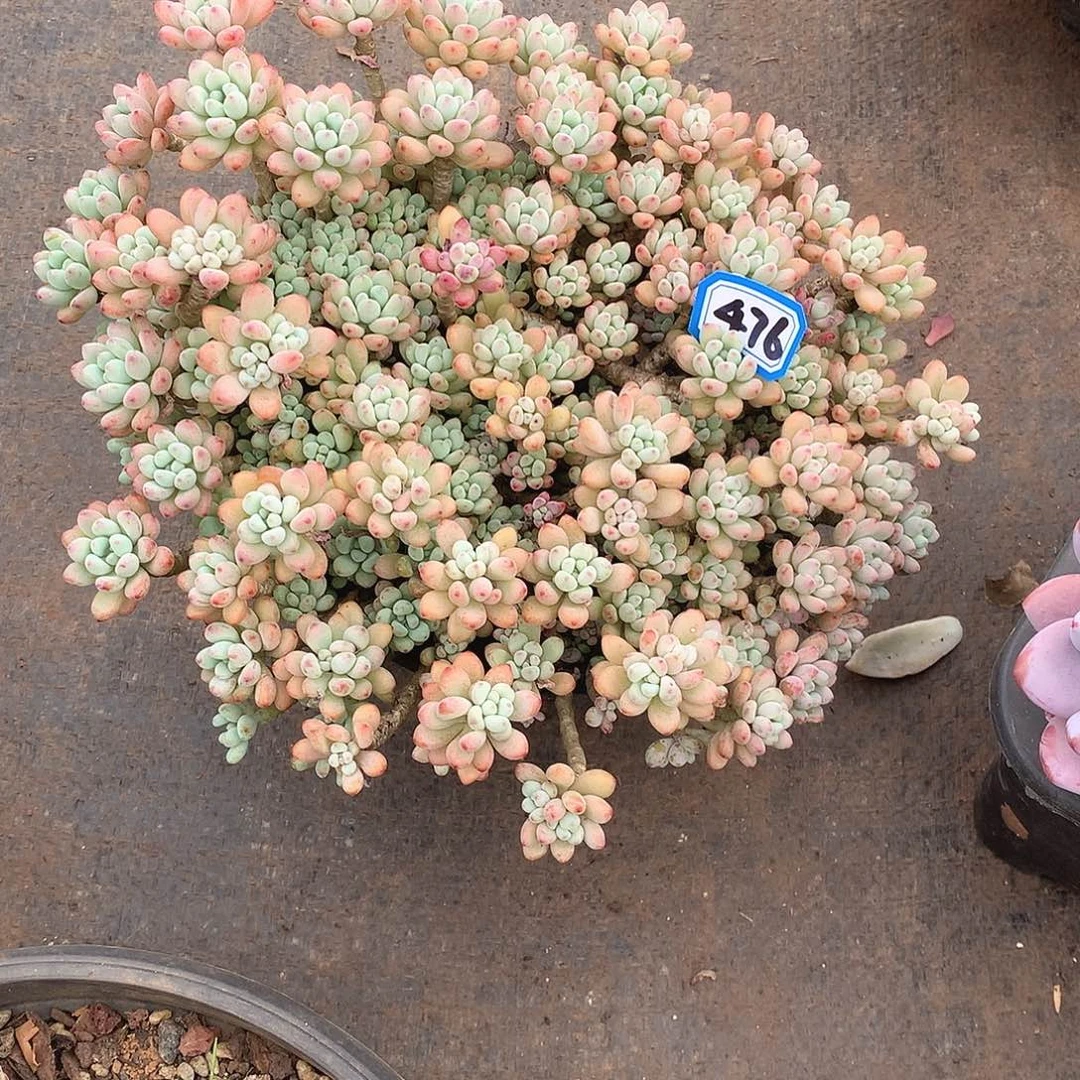 476绿豆 一物一拍多肉