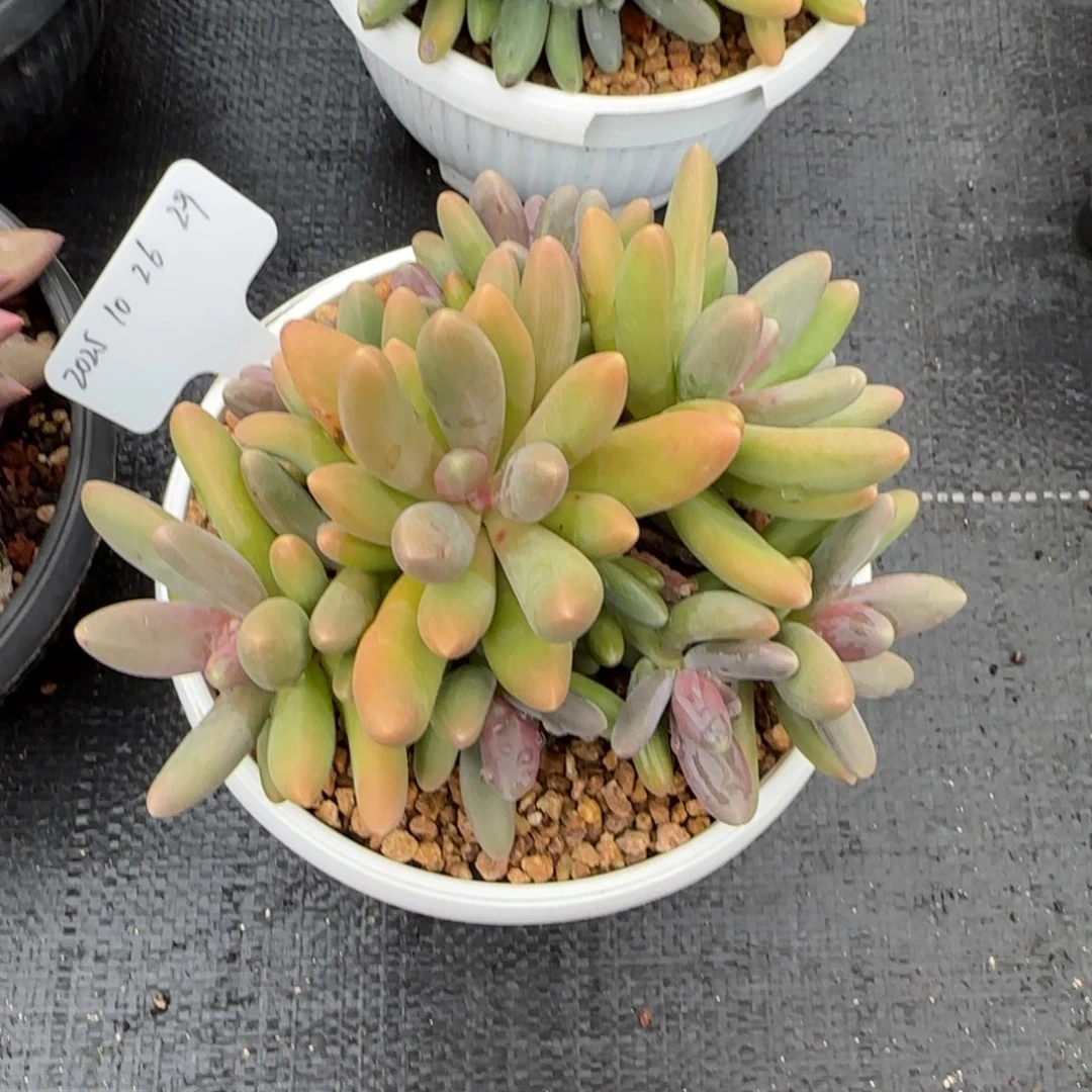 一物一拍糖果美人捧花29