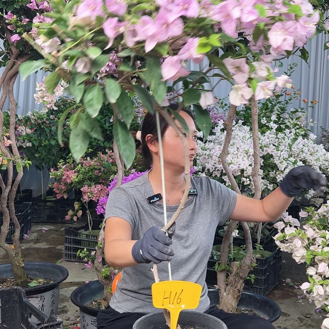 娜***娜大部分花苞少量开放H16赛佛里