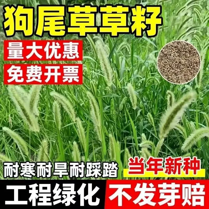 狗尾巴草种子孑野草种杂草种籽狗尾草种耐旱绿化观赏草籽护坡牧草