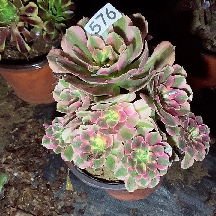 粉女巫多肉576多肉不包断